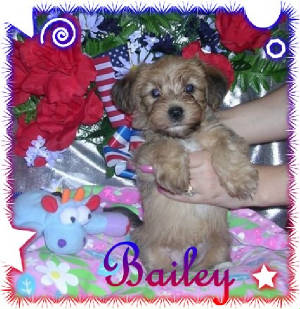 bailey6wks1.jpg