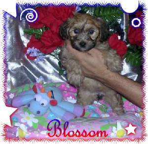 blossom6wks1.jpg