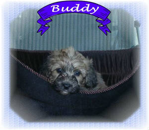 preciousmbuddy6wk.jpg