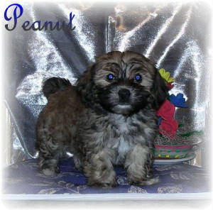 preciousmpeanut8wk.jpg