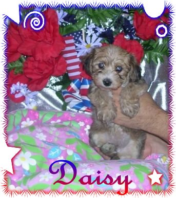 daisy6wks1.jpg